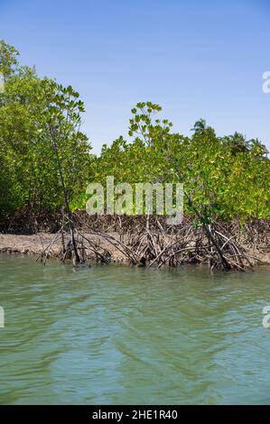 Mangrovie (Rhizophora mucronata) che crescono lungo la costa del fiume salmastre vicino all'oceano, Kenya Foto Stock