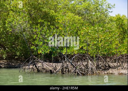 Mangrovie (Rhizophora mucronata) che crescono lungo la costa del fiume salmastre vicino all'oceano, Kenya Foto Stock