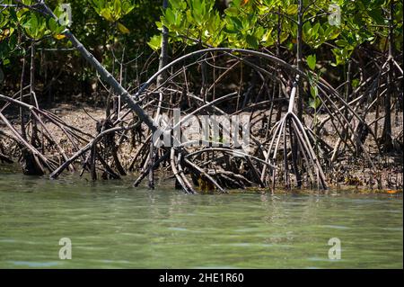 Mangrovie (Rhizophora mucronata) che crescono lungo la costa del fiume salmastre vicino all'oceano, Kenya Foto Stock