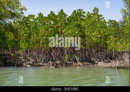 Mangrovie (Rhizophora mucronata) che crescono lungo la costa del fiume salmastre vicino all'oceano, Kenya Foto Stock