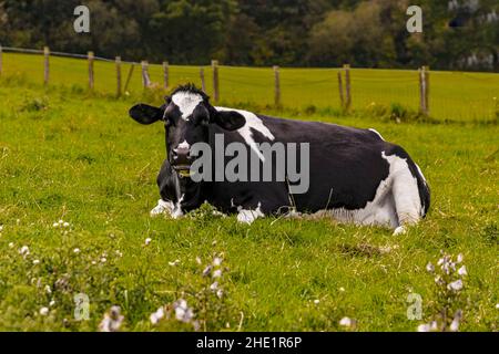 Bestiame Holstein giacente sull'erba in un terreno agricolo Foto Stock