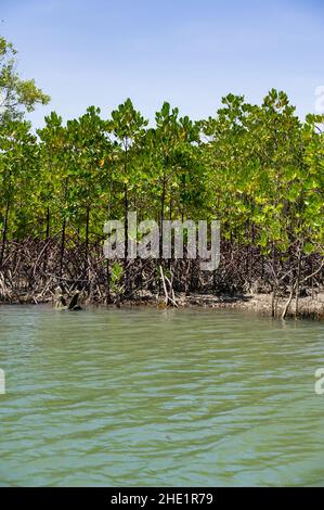 Mangrovie (Rhizophora mucronata) che crescono lungo la costa del fiume salmastre vicino all'oceano, Kenya Foto Stock