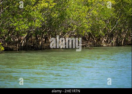 Mangrovie (Rhizophora mucronata) che crescono lungo la costa del fiume salmastre vicino all'oceano, Kenya Foto Stock