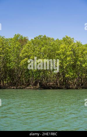 Mangrovie (Rhizophora mucronata) che crescono lungo la costa del fiume salmastre vicino all'oceano, Kenya Foto Stock