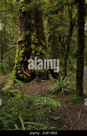 Passeggiata naturale del Lago Gunn nel Parco Nazionale di Fiordland a Southland, sull'Isola del Sud della Nuova Zelanda Foto Stock