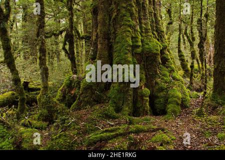 Passeggiata naturale del Lago Gunn nel Parco Nazionale di Fiordland a Southland, sull'Isola del Sud della Nuova Zelanda Foto Stock