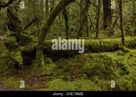 Passeggiata naturale del Lago Gunn nel Parco Nazionale di Fiordland a Southland, sull'Isola del Sud della Nuova Zelanda Foto Stock