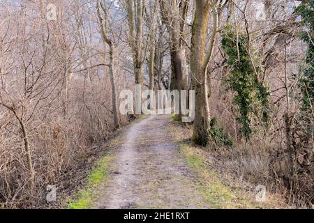 Vaduz, Liechtenstein, 23 dicembre 2021 piccola via pedonale in una foresta verde Foto Stock