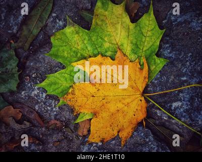 Vista macro di due foglie autunno verdi e gialle cadute sul campo Foto Stock