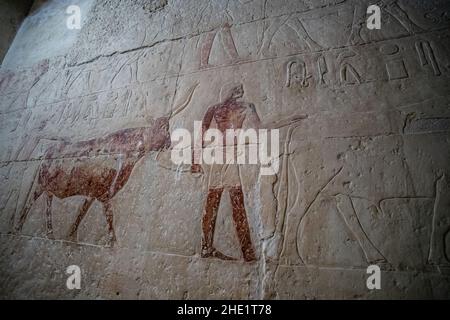 Antica opera d'arte egiziana che mostra un toro che è stato portato alla macellazione su una delle mura del tempio nella necropoli di Saqqara in Egitto. Foto Stock