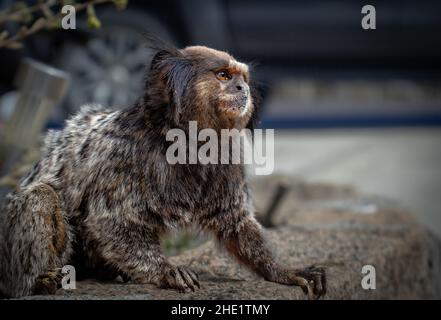 Marmoset bianco tufted che si avvicina con attenzione ad una casa per rubare il cibo Foto Stock