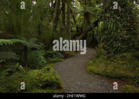 Kahikatea Swamp Forest Walk a Ship Creek nel Mount Aspiring National Park, West Coast sull'Isola del Sud della Nuova Zelanda Foto Stock