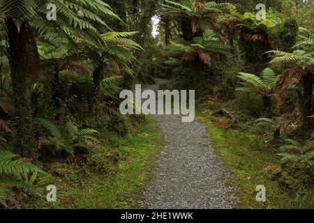 Kahikatea Swamp Forest Walk a Ship Creek nel Mount Aspiring National Park, West Coast sull'Isola del Sud della Nuova Zelanda Foto Stock