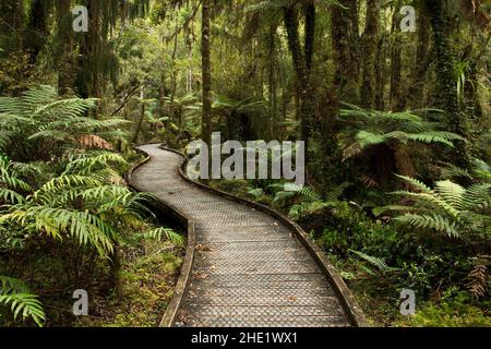 Kahikatea Swamp Forest Walk a Ship Creek nel Mount Aspiring National Park, West Coast sull'Isola del Sud della Nuova Zelanda Foto Stock