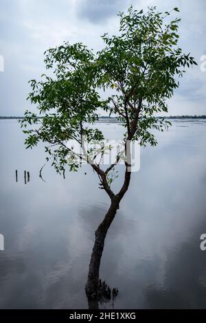 Bangladesh, Provincia di Satkhira, Pratab Nagar il 2021-10-27. Pratab Nagar villaggio gravemente colpito dal cambiamento climatico, tra cui l'aumento dei livelli di acqua, er Foto Stock