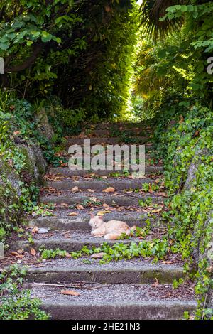 Un gatto è appoggiato su una scalinata sopraffatta, circondata da una fitta foresta. Foto Stock