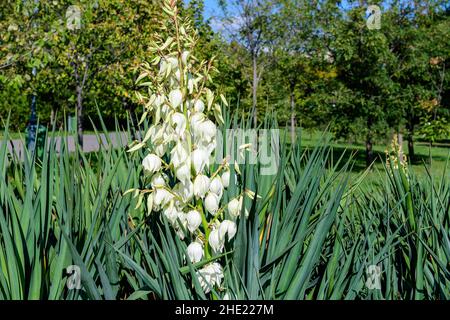 Molti delicati fiori bianchi della pianta di Yucca filamentosa, comunemente conosciuta come ago e filo di Adamo, in un giardino in una giornata estiva soleggiata, bellissimo outdo Foto Stock