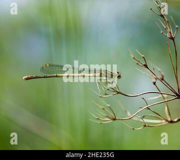 Bianco-damselfly zampe Foto Stock