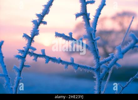 Brina, scena rurale, con gelo di bue, Foto Stock