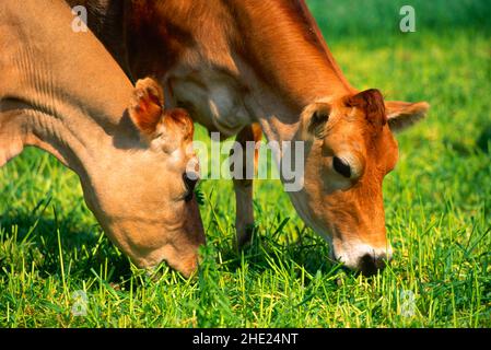 Jersey mucche mangiare erba, dettaglio Foto Stock