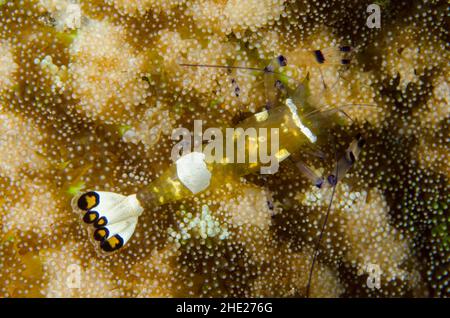 Peacock-tail Anemone Shrimp, Ancylocaris brevicarpalis, su Pizza Anemone (Cryptodendrum adhaesivum), sito di immersione Secret Garden, Dili, Timor Est Foto Stock