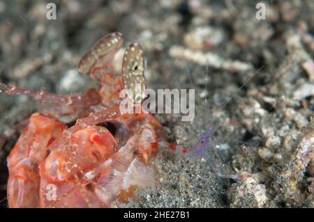 Blue Boxer Shrimp, Stenopus tenuirostris, con Lisa's Mantis Shrimp, Lysiosquillina lisa, in buca, immersione notturna, Hei Nus sito di immersione, Lembeh Straits Foto Stock