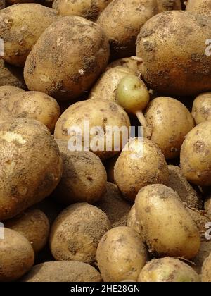 appena raccolte gustose patate dall'orto Foto Stock