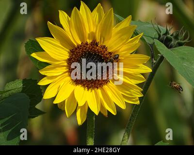 Un girasole con un'ape, con uno sfondo verde sfocato Foto Stock