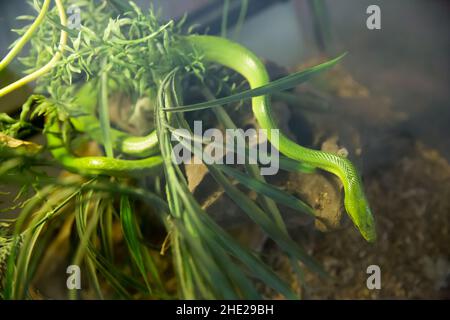 Snack Racer con coda rossa (Gonyosoma oxicephalum), selettivo del fuoco. Foto Stock