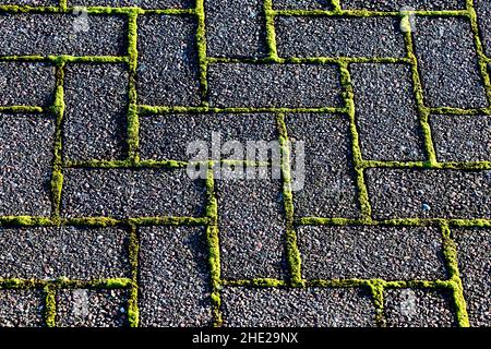 Muschio crescente tra i blocchi di pavimentazione su un Garden Walkway Foto Stock