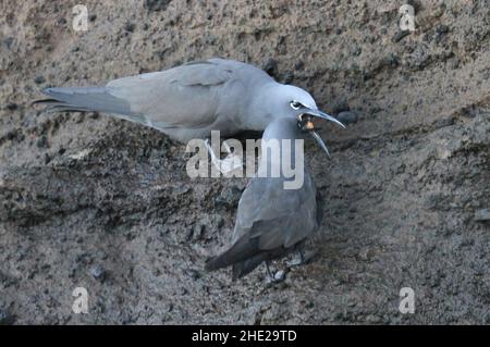 Gabbiano Hooded che alimenta il relativo giovane sull'isola di Isabela, Isole Galapagos Foto Stock