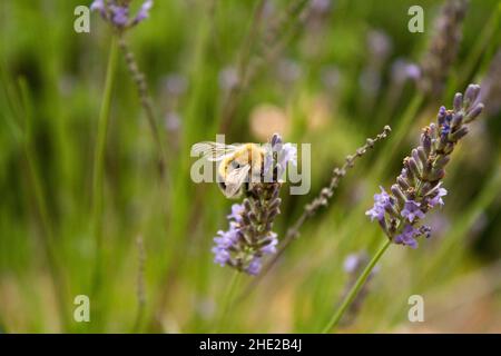 Un Bumblebee occupato raccoglie nettare da un fresco fiore di lavanda con uno sfondo naturale Foto Stock