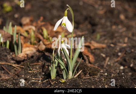 Una nevicata comune (Galanthus nivalis) al sole del mattino. In greco anche conosciuto come: gala (latte) e anthos (fiore) Foto Stock