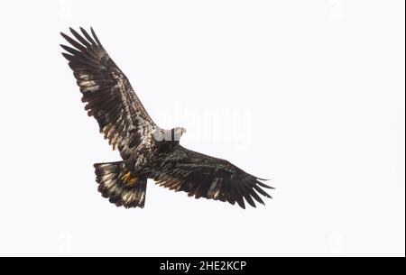 Bellissimo scatto di un'aquila a coda bianca volante durante il giorno Foto Stock