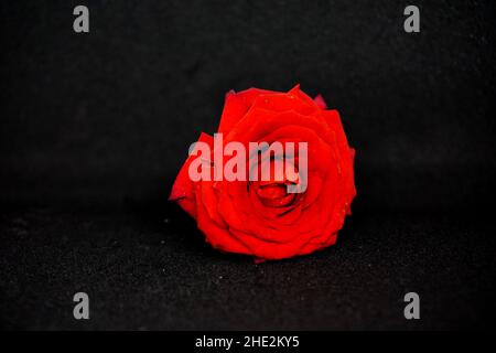 Rosa rossa su sfondo nero, vista ravvicinata Foto Stock