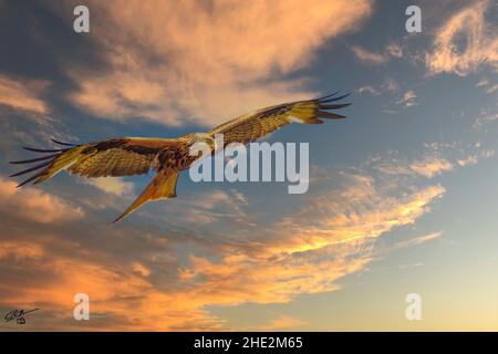 Nibbio reale in volo Foto Stock