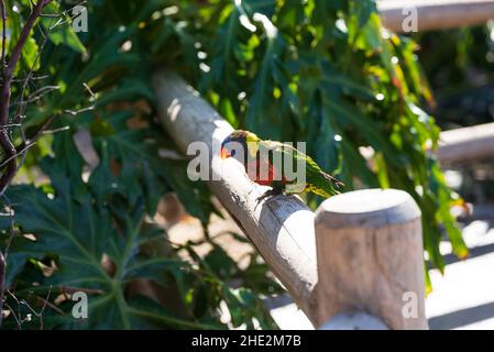 Morbido lorikeet tovagliato verde appollaiato su un palo nello zoo Foto Stock