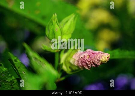 Okra o Okro, Abelmoschus esculentus, conosciuto in molti paesi di lingua inglese come dita delle Signore o ocro, è una pianta fiorente della famiglia dei mallow. Foto Stock