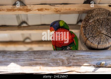 Lorikeet di cocco arroccato su un palo di legno Foto Stock