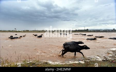 Jammu, Kashmir controllato dall'India. 8th Jan 2022. Il bestiame attraversa il fiume Tawi allagato dopo il deflusso a Jammu, la capitale invernale del Kashmir controllato dall'India, 8 gennaio 2022. Credit: Str/Xinhua/Alamy Live News Foto Stock