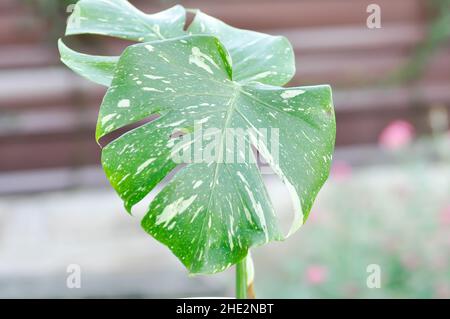 Monstera, Herricane o formaggio svizzero oppure monstera tailandese o monstera tailandese Foto Stock