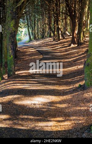 Gioco di luci e ombre su sentieri alberati; Cape Perpetua Scenic Area; Oregon Coast; USA Foto Stock