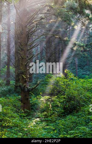 La drammatica luce del mattino filtra attraverso la nebbia e i grandi alberi; Cape Perpetua Scenic Area; Near Yachats; Oregon; USA Foto Stock