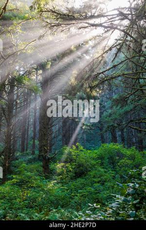 La drammatica luce del mattino filtra attraverso la nebbia e i grandi alberi; Cape Perpetua Scenic Area; Near Yachats; Oregon; USA Foto Stock