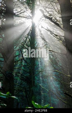 La drammatica luce del mattino filtra attraverso la nebbia e i grandi alberi; Cape Perpetua Scenic Area; Near Yachats; Oregon; USA Foto Stock