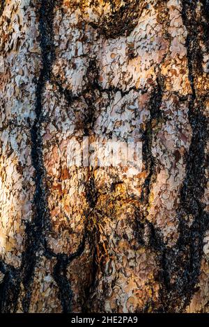 Pino Ponderosa; Pinus ponderosa; pino toro; pino blackjack; pino giallo occidentale; Pino filippino; Camus Sno-Park; Adel; Oregon; USA Foto Stock