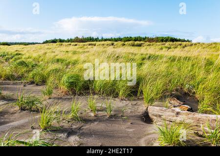 Dune Grasses; Fort Stevens state Park; Oceano Pacifico; costa dell'Oregon; vicino Warrenton; Oregon; USA Foto Stock