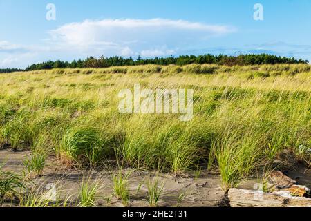 Dune Grasses; Fort Stevens state Park; Oceano Pacifico; costa dell'Oregon; vicino Warrenton; Oregon; USA Foto Stock