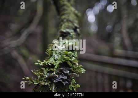 Anaga Rural Park Tenerife, foresta di alloro nella nebbia nel mese di dicembre Foto Stock