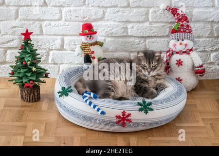 Gatti, carino gatto tabby sdraiato sul letto cuscino o cuscino sul pavimento decorato con ornamenti di Natale per felice meow o mew anno giorno in ogni gennaio 2nd. l Foto Stock